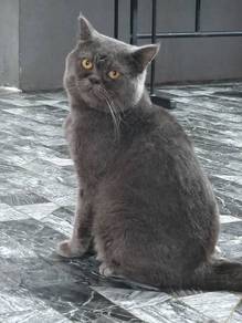 british short hair(BSH)