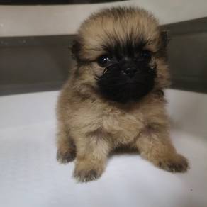 Tiny Pomeranian 