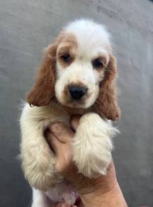 ENGLISH COCKER SPANIEL PUPPIES C129 🌻 Male-Female