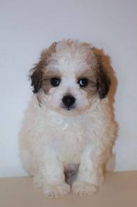 D30 Little Shihpoo Dog