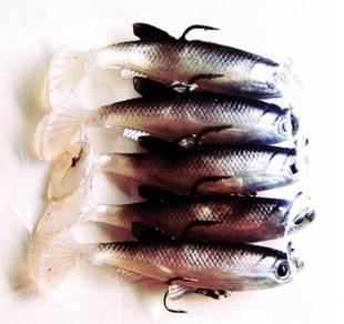 Belanak sp t tail 8cm /14g