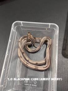 corn snake (blackpink cube morph)