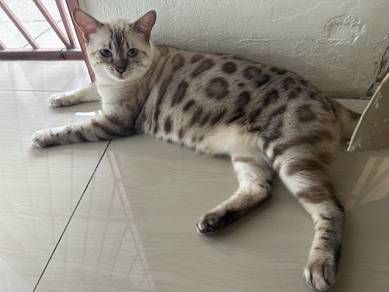 snow bengal