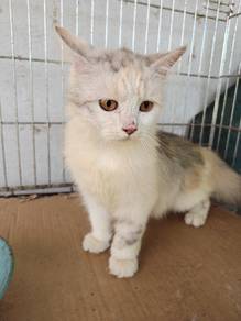 Persian cat tri color