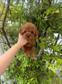 Poodle male puppy
