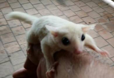 Sugar Glider