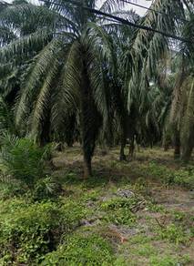 Agricultural Land in Parit Sulong, JHR