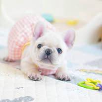French Bulldog