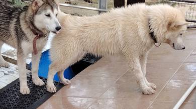 2 Siberian Huskies for Rehoming (With Fee)