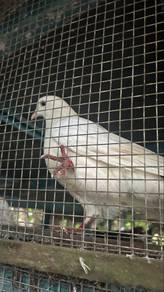 burung merpati putih