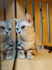 American Shorthair Munchkin Imported China female
