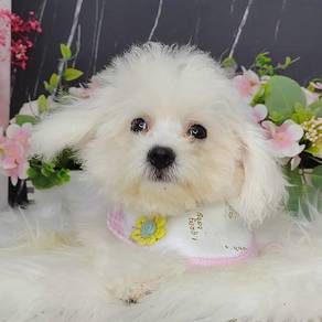Bichon Frise