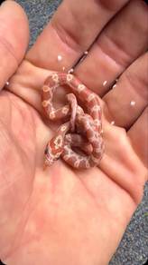 corn snake normal original US 