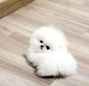 Pomeranian