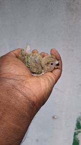 Burung lb