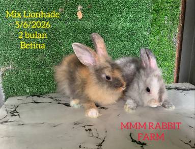 Mix Lionhade