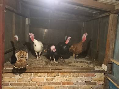 ayam belanda 