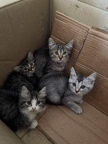 Kucing Mix Breed Sekali barang