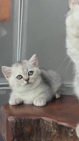bsh kitten British shorthair British short hair