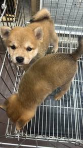 3 Shiba Inu Male Puppies