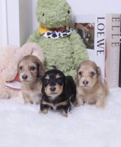 MINIATURE DACHSHUND Puppies VIP76 🐻 Male ~ Female