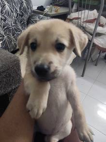 Puppies for adoption 