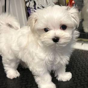 Doll-like Maltipoo Soft Coat Puppy Puppy Dog