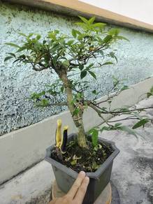 Bonsai jeliti