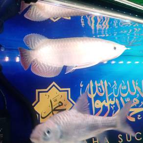 arowana banjar red 