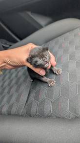Free Kittens