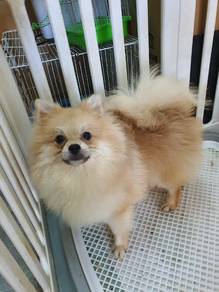 Pomeranian for rehome