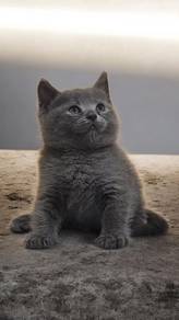 male Bsh Offer