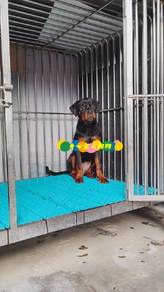 Rottweiler (F)