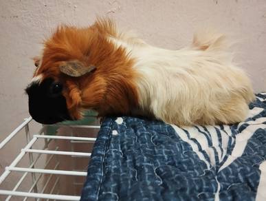 Guinea pig betina