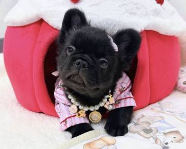 FRENCH BULLDOG PUPPIES 🌻VIP96 Fluffy Girl