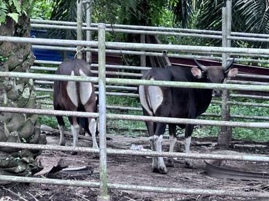lembu bali ori