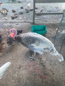 ayam belanda jatan muda