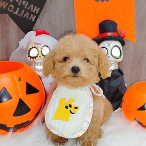 Poodle