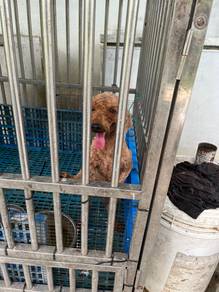 poodle