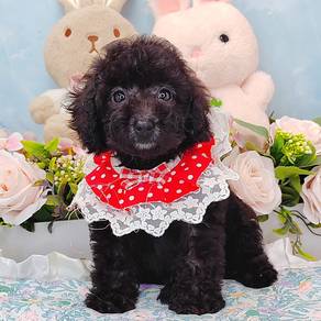 Poodle