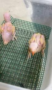 Burung ringneck lutino Hand feed Siap lesen