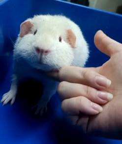 teddy guinea pig 