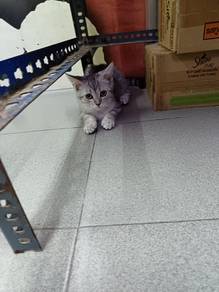 bsh silver female kitten