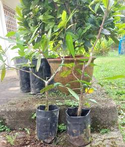 Pokok buah ajaib (miracle fruit)