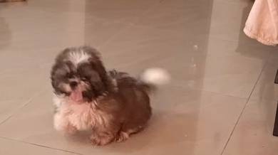 Shih Tzu puppy 