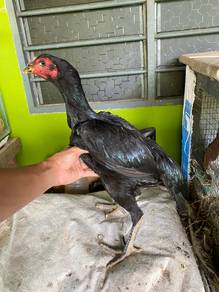 ayam ratu supergreen