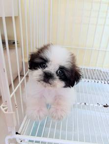 Shih Tzu Female puppies small breed