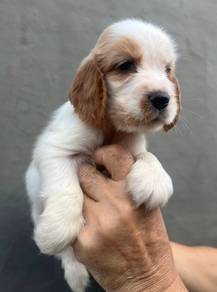 ENGLISH COCKER SPANIEL PUPPIES C77🌻 Male