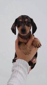 J0146 Dachshund Mini Cute Family Puppy