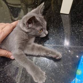 kucing